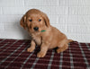 AKC Registered Golden Retriever For Sale Millersburg OH Male-Tyler