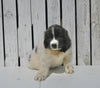 AKC Registered Newfoundland For Sale Millersburg OH Female-Roxie