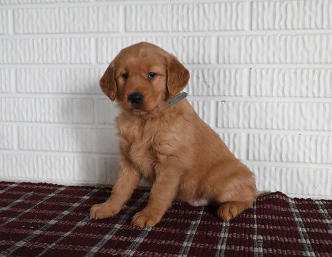 AKC Registered Golden Retriever For Sale Millersburg OH Female-Tammy