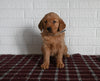 AKC Registered Golden Retriever For Sale Millersburg OH Female-Tammy