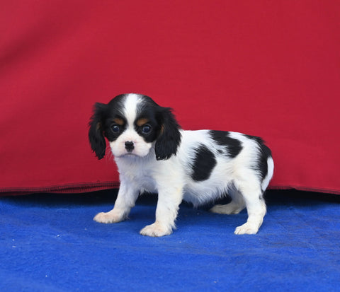 AKC Registered Cavalier KCS For Sale Millersburg OH Female-Sky
