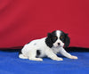 AKC Registered Cavalier KCS For Sale Millersburg OH Female-Sky
