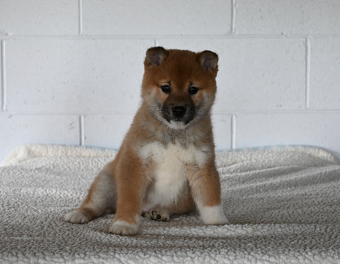 AKC Registered Shiba Inu For Sale Millersburg OH Male-Fido