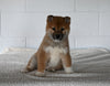 AKC Registered Shiba Inu For Sale Millersburg OH Male-Fido