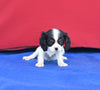 AKC Registered Cavalier KCS For Sale Millersburg OH Female-Sky