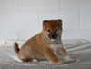 AKC Registered Shiba Inu For Sale Millersburg OH Male-Fido