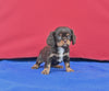 AKC Registered Cavalier KCS For Sale Millersburg OH Male-Snickers