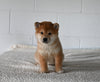 AKC Registered Shiba Inu For Sale Millersburg OH Female-Fiona