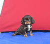AKC Registered Cavalier KCS For Sale Millersburg OH Male-Snickers