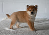 AKC Registered Shiba Inu For Sale Millersburg OH Female-Fiona