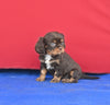 AKC Registered Cavalier KCS For Sale Millersburg OH Male-Snickers