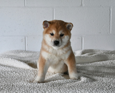 AKC Registered Shiba Inu For Sale Millersburg OH Female-Florie