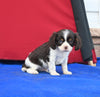 AKC Registered Cavalier KCS For Sale Millersburg OH Male-Milkyway