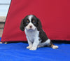 AKC Registered Cavalier KCS For Sale Millersburg OH Male-Milkyway