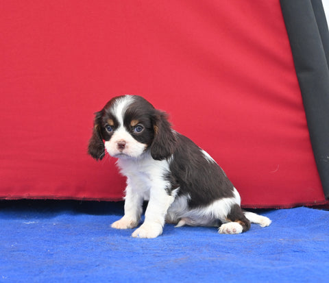 AKC Registered Cavalier KCS For Sale Millersburg OH Male-Milkyway