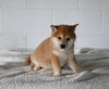 AKC Registered Shiba Inu For Sale Millersburg OH Female-Florie