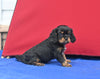 AKC Registered Cavalier KCSFor Sale Millersburg OH Male-Theo