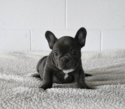 AKC Registered French Bulldog For Sale Millersburg OH Male-Micah