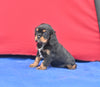 AKC Registered Cavalier KCSFor Sale Millersburg OH Male-Theo