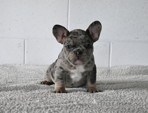 AKC Registered French Bulldog For Sale Millersburg OH Male-Freddie