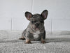 AKC Registered French Bulldog For Sale Millersburg OH Male-Freddie