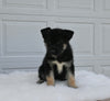 German/ Husky For Sale Holmesville OH Female-Jenny
