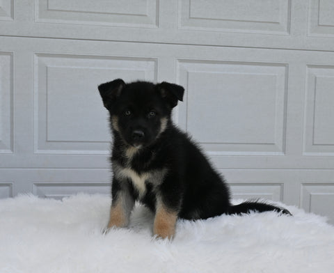 German/ Husky For Sale Holmesville OH Female-Jenny