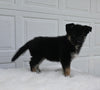 German/ Husky For Sale Holmesville OH Female-Jenny