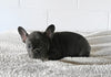 AKC Registered French Bulldog For Sale Millersburg OH Male-Hosea
