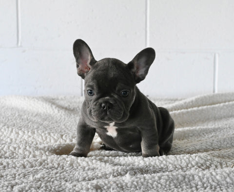 AKC Registered French Bulldog For Sale Millersburg OH Male-Hosea