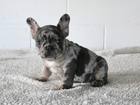 AKC Registered French Bulldog For Sale Millersburg OH Female-Nancy