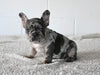 AKC Registered French Bulldog For Sale Millersburg OH Female-Nancy