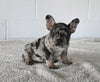 AKC Registered French Bulldog For Sale Millersburg OH Female-Nancy