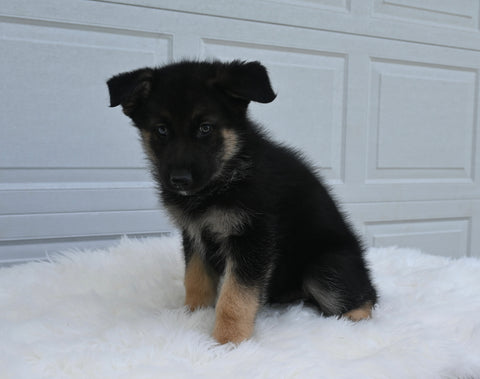 German/ Husky For Sale Holmesville OH Male-Doc