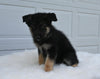 German/ Husky For Sale Holmesville OH Male-Doc