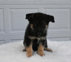 German/ Husky For Sale Holmesville OH Male-Doc