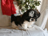 Shih Tzu For Sale Millersburg OH Male-Jackson
