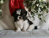 Shih Tzu For Sale Millersburg OH Male-Jackson