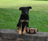 AKC Registered German Shepherd For Sale Millersburg OH Male-Bingo