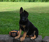 AKC Registered German Shepherd For Sale Millersburg OH Male-Baxter