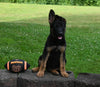 AKC Registered German Shepherd For Sale Millersburg OH Male-Baxter