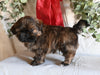 Shih Tzu For Sale Millersburg OH Male-Murray