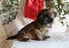 Shih Tzu For Sale Millersburg OH Male-Kaser