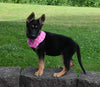 AKC Registered German Shepherd For Sale Millersburg OH Female-Brianna