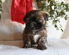 Shih Tzu For Sale Millersburg OH Male-Kaser