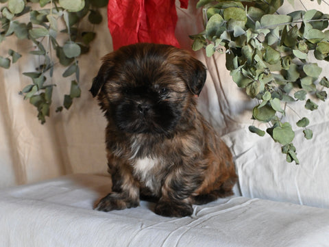 Shih Tzu For Sale Millersburg OH Male-Kaser