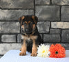 AKC Registered German Shepherd For Sale Millersburg OH Male-Mitchell