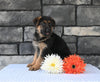 AKC Registered German Shepherd For Sale Millersburg OH Male-Mitchell