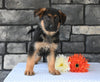 AKC Registered German Shepherd For Sale Millersburg OH Male-Mack