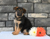 AKC Registered German Shepherd For Sale Millersburg OH Male-Mack